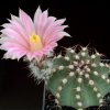 Echinocereus_weinbergerii
